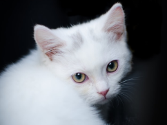 Cleo-Cat