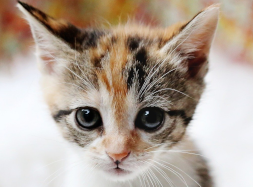 kiara-cat