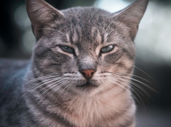 Nala-Cat