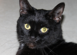 Salem-Cat