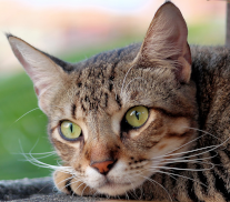 Charlie-Cat