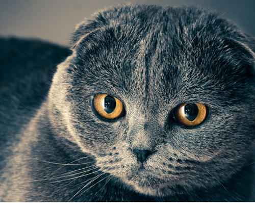 cody-cat