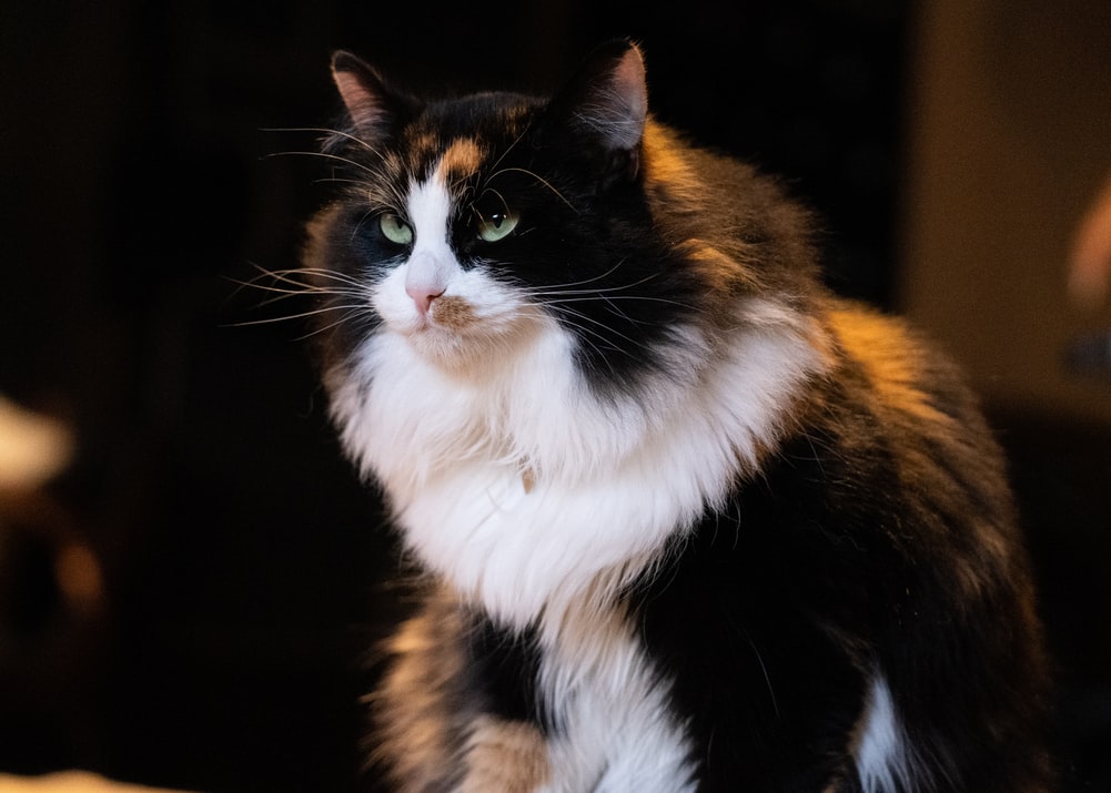 Cole-Cat