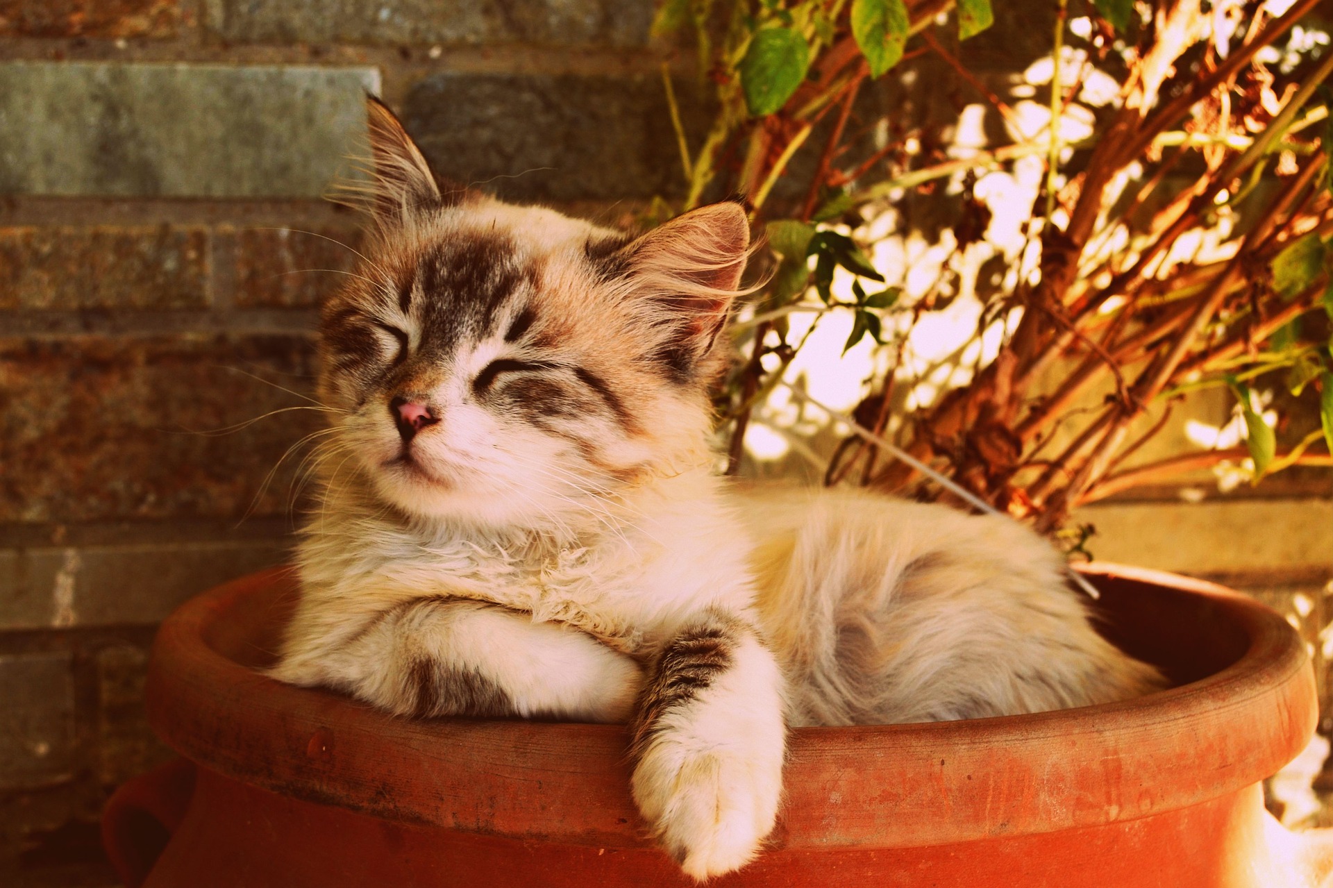 jess-cat