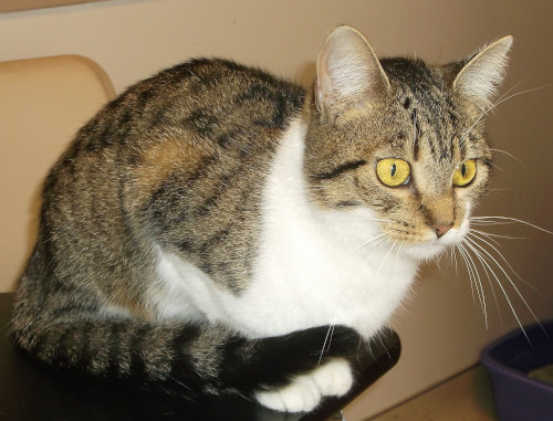 nico-cat